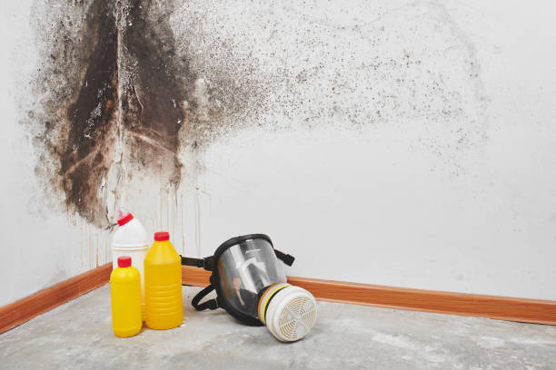 Best Commercial Mold Removal  in Ronceverte, WV