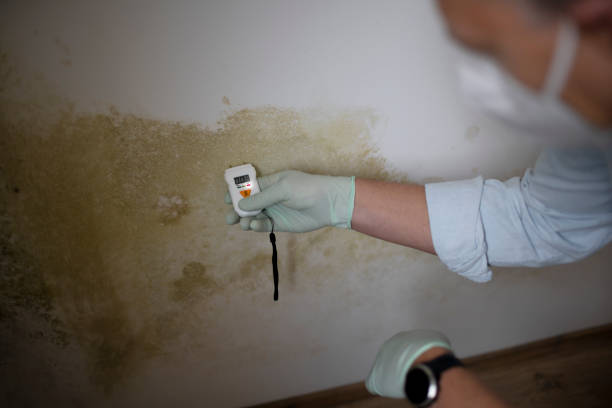 Best Black Mold Removal  in Ronceverte, WV