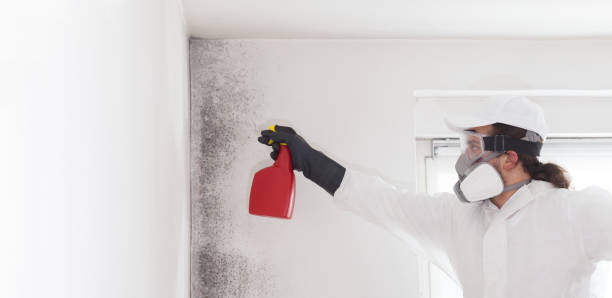 Best Best Mold Removal Companies  in Ronceverte, WV