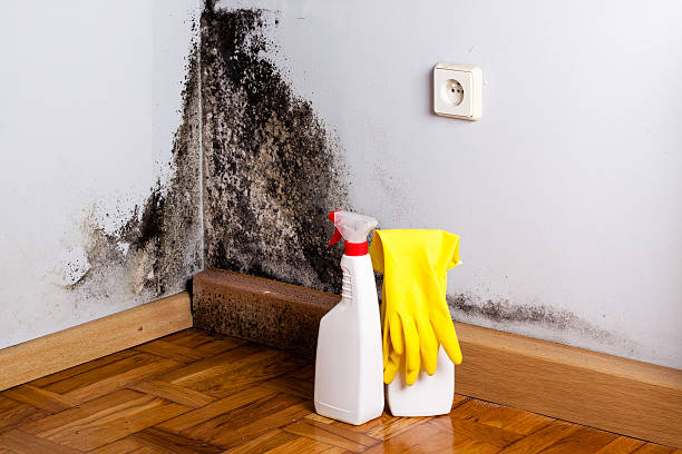 Best Mold Remediation Experts  in Ronceverte, WV